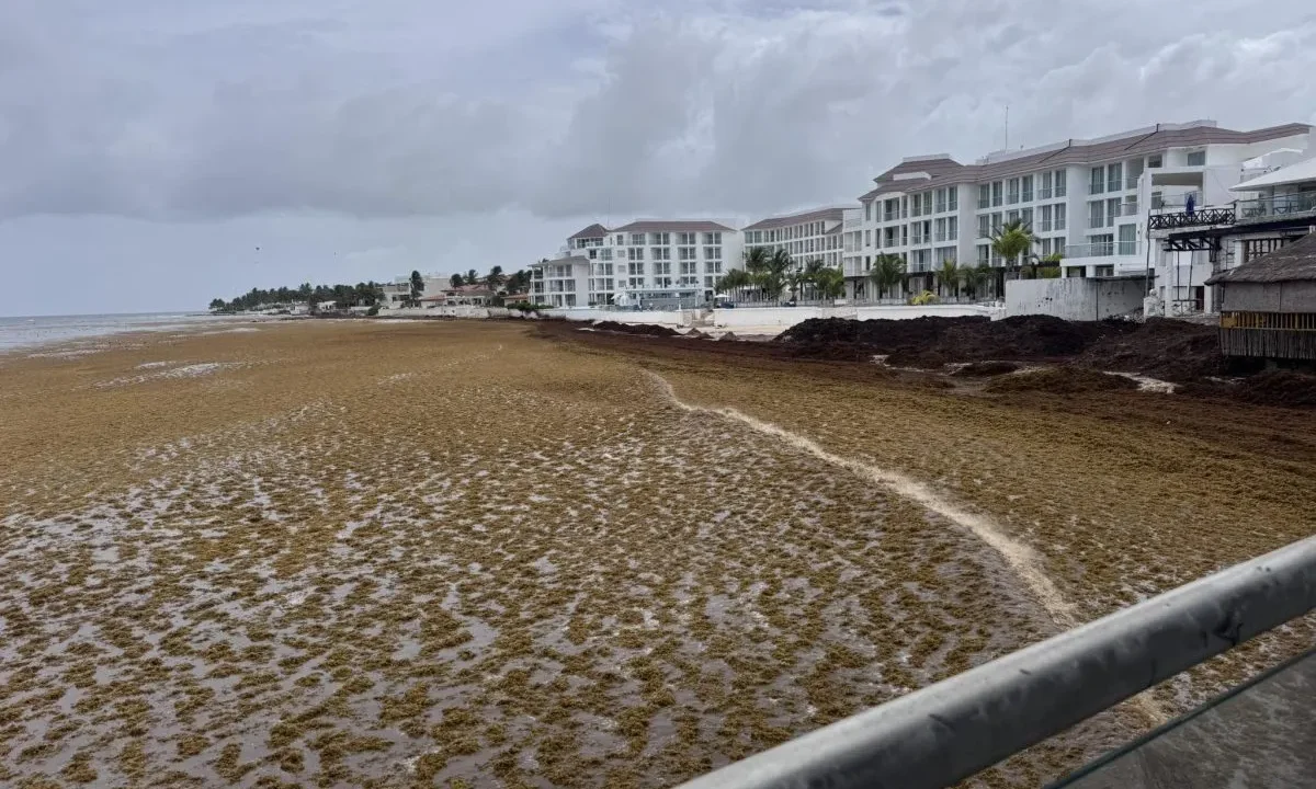 The Sargassum Crisis: Mexico Commits $115 Million to Combat Caribbean Seaweed Plague