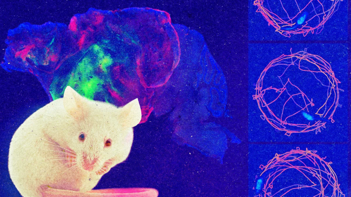The "Xenocortical" Frontier: Stanford’s Breakthrough in Human-Mouse Neural Integration